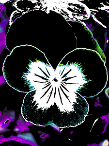 Abstract Pansy